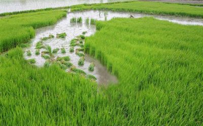 Agrilink 2019 to focus on climate resilient agriculture for Eastern Visayas