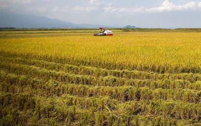 Climate change-resilient agriculture practices eyed for Eastern Visayas region