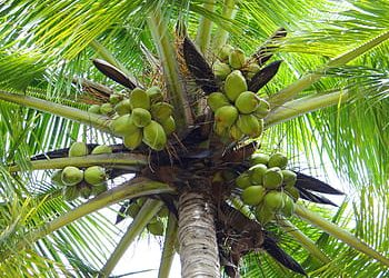 Local coconut agribusinesses to be featured at Agrilink 2019