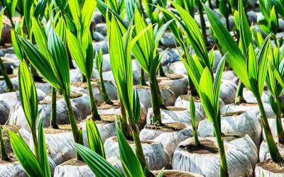 AGRILINK 2019 to highlight coconut sector in Eastern Visayas