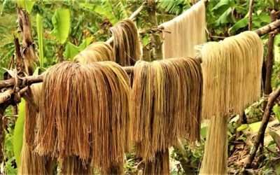 Agrilink will showcase abaca this year