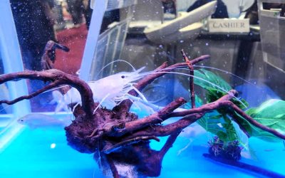 Aquaculture continues to evolve