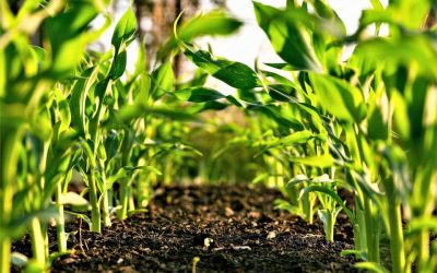 Agrilink 2022: Netherlands and the Philippines: Towards Sustainable and Circular Farming