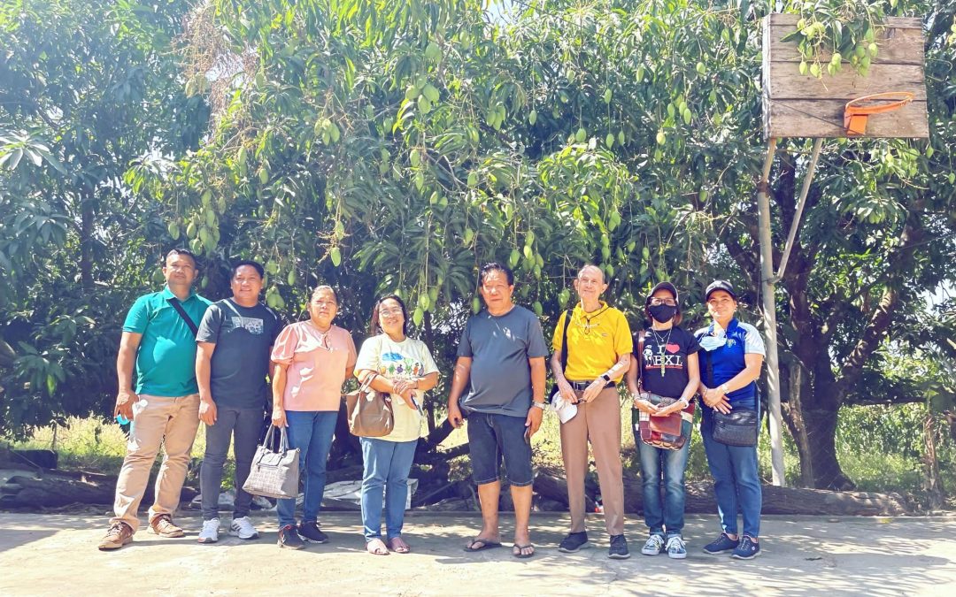 Ilocos Norte Mango Farms with Good Agricultural Practices