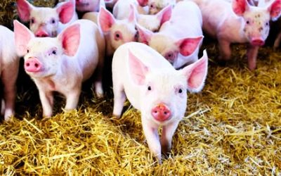 Maximizing Piglet Performance Through Targeted Milk Replacer Supplementation