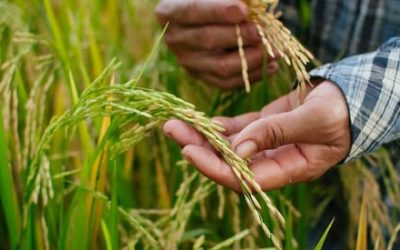 Rice Milling, Compressed Air Systems, and Smart Farming