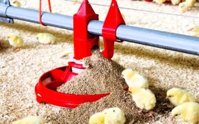 Boosting Broiler Breeder Performance