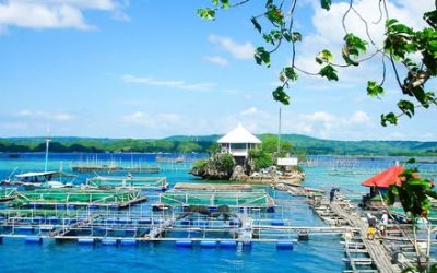 Best Practice of Fish Nursery Nutrition in Philippine Aquaculture