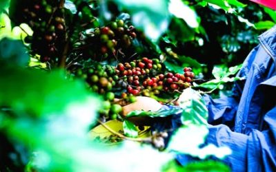 Investment Prospect: Establishment of a Coffee Nursery
