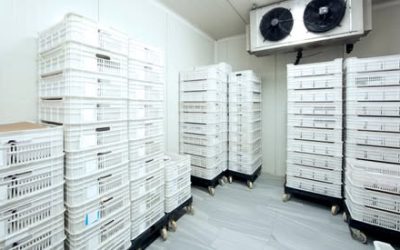 Fresh from Farm to Market: Cold-Chain Solutions for Less Waste