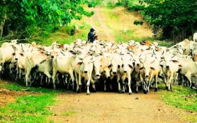 Cattle Raising: A Profitable Venture for Young Agripreneurs