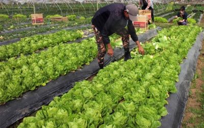 Agri Food Hub Facilities: A Boost to Efficiency in the Value and Market Chains
